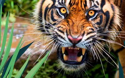 Manor Wildlife Park